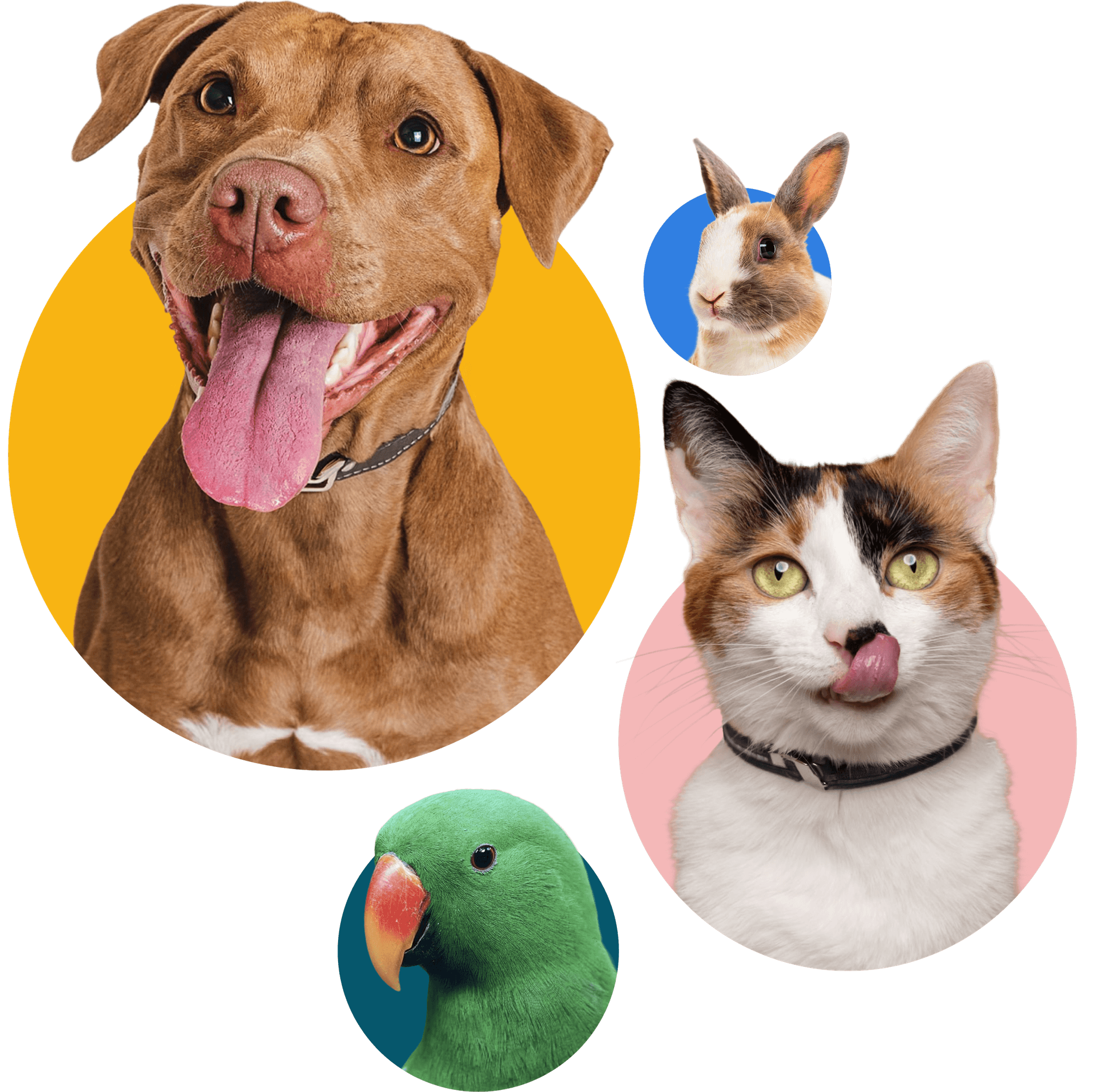 Happy pets - dog, cat, rabbit, and parrot