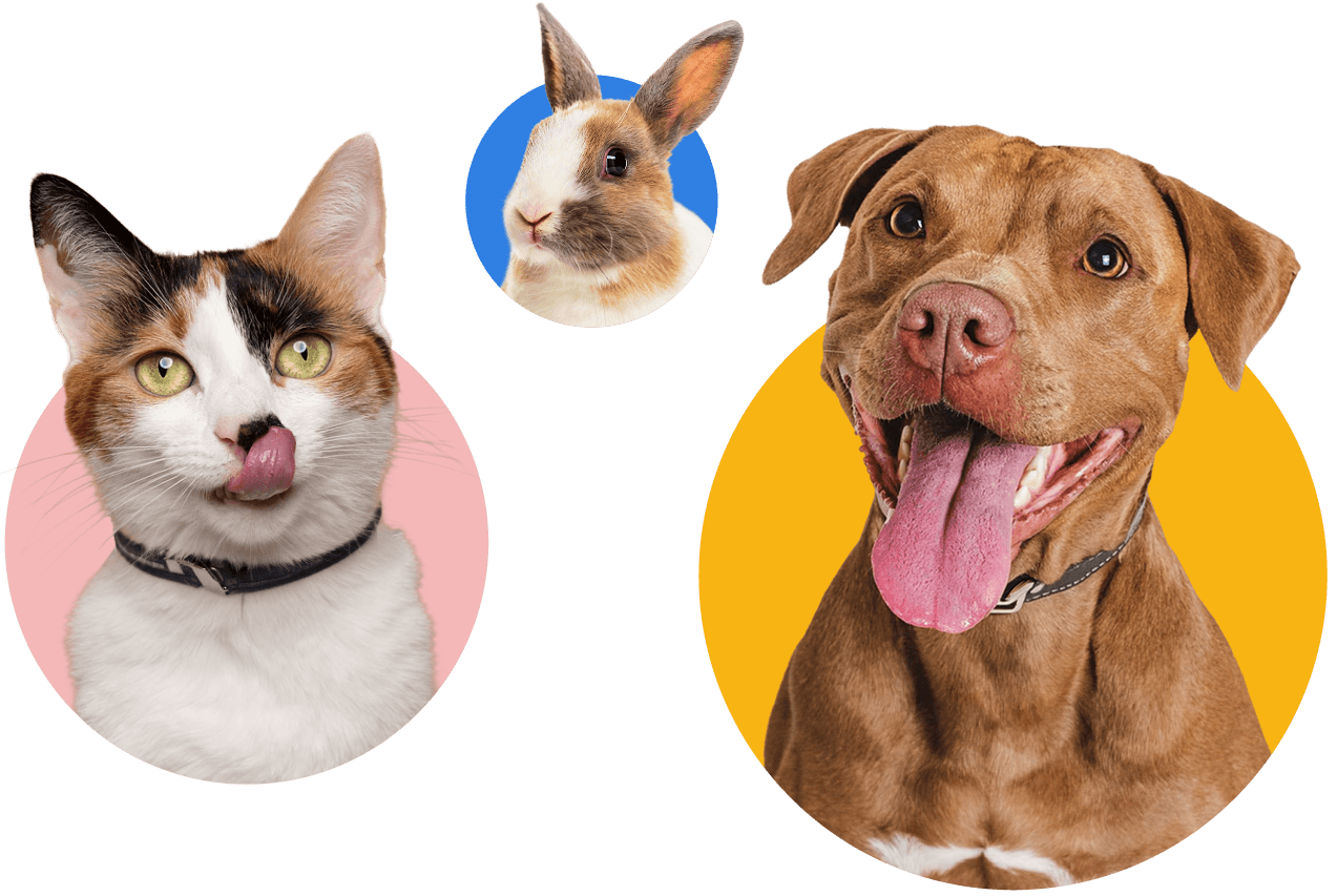 Happy pets - dog, cat, and rabbit on colorful backgrounds